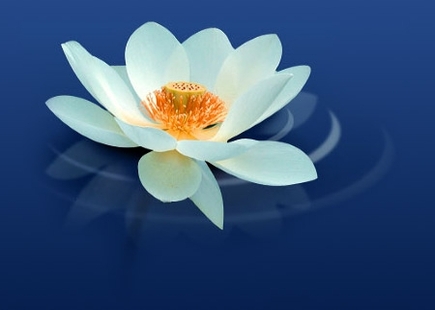 Zen Flower